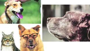 pet animals