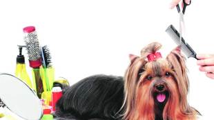 dog grooming salon