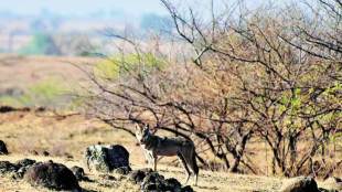 blackbucks