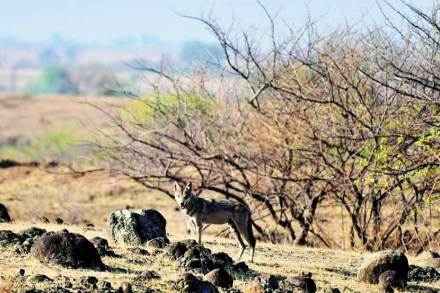 blackbucks