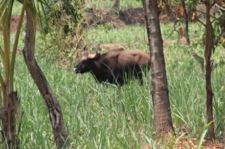 गवा, कोल्हापूर, boar attack, kolhapur गवा, कोल्हापूर, boar attack, kolhapur