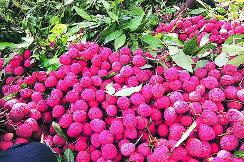 लाल लिची