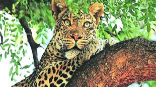 yawal wildlife sanctuary