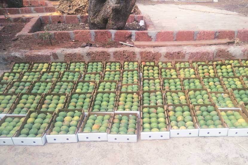 Alphonso mangoes