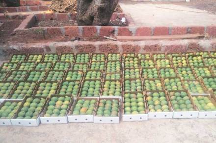 Alphonso mangoes