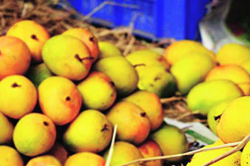 alfanso mango alfanso mango