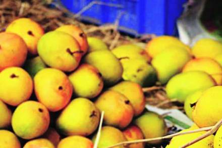 alfanso mango alfanso mango