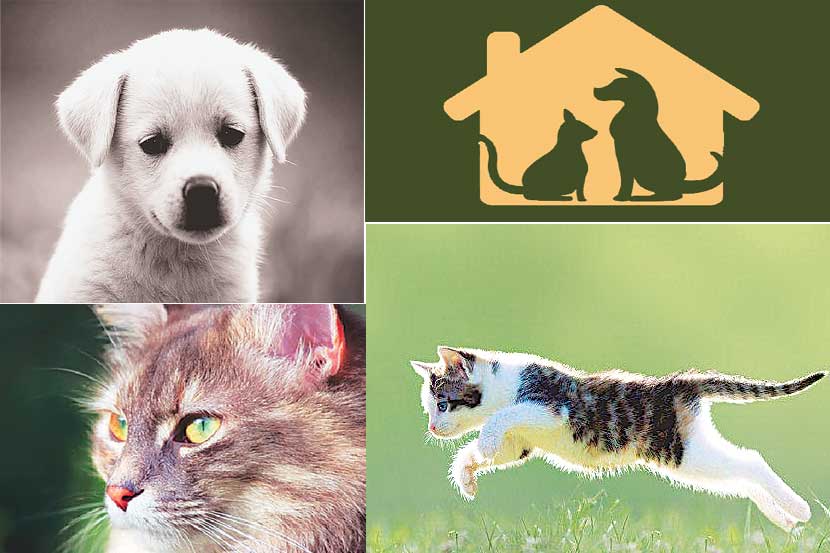 pet animal pet animal