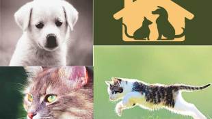 pet animal