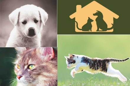 pet animal pet animal