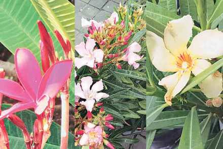plant