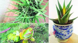 Cactus Plants