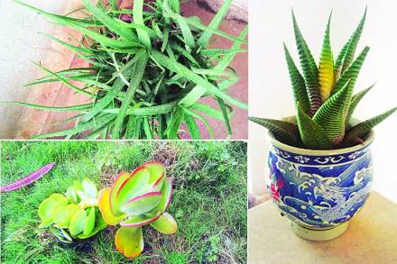 Cactus Plants