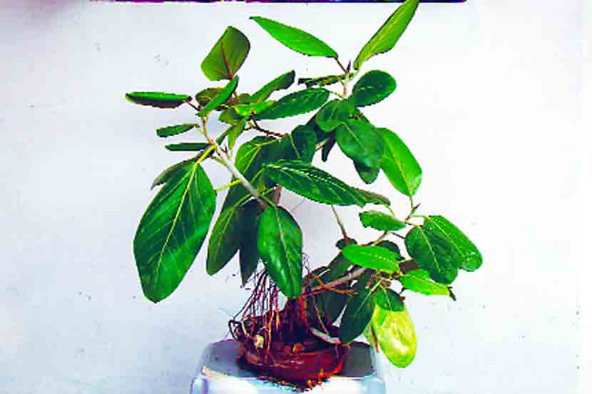 banyan tree