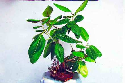 banyan tree