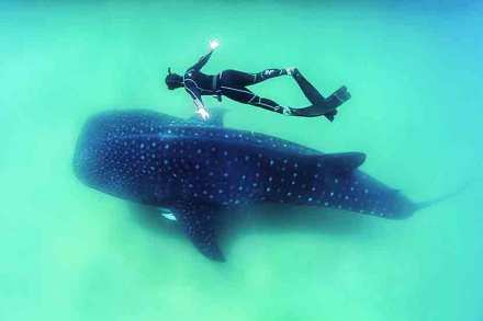 आवाढव्य व्हेल शार्कच्या तुलनेत सोबत पोहणारा पाणबुडय़ा किती छोटा दिसतो आहे पहा! छायाचित्र: फ्रीफिओना १२३, विकीपीडिया, क्रिएटिव्ह कॉमन्स ४.०  आवाढव्य व्हेल शार्कच्या तुलनेत सोबत पोहणारा पाणबुडय़ा किती छोटा दिसतो आहे पहा! छायाचित्र: फ्रीफिओना १२३, विकीपीडिया, क्रिएटिव्ह कॉमन्स ४.०