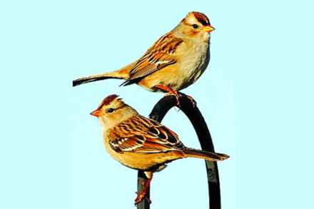 sparrows
