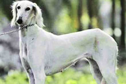 पेट टॉक : स्थानिकांचा लढा पेट टॉक : स्थानिकांचा लढा