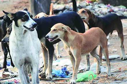 ( संग्रहीत प्रतिकात्मक छायाचित्र ) ( संग्रहीत प्रतिकात्मक छायाचित्र )
