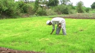 mansoon, agriculture, rice crops, farmer,rain