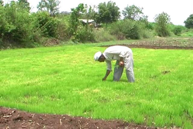 mansoon, agriculture, rice crops, farmer,rain