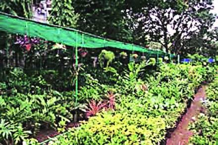 शेतीत रासायनिक खतांपेक्षा सेंद्रिय पद्धतीचा अवलंब करत जमिनीचा पोत कसा सुधारेल यासाठी प्रयत्न होत आहे.
