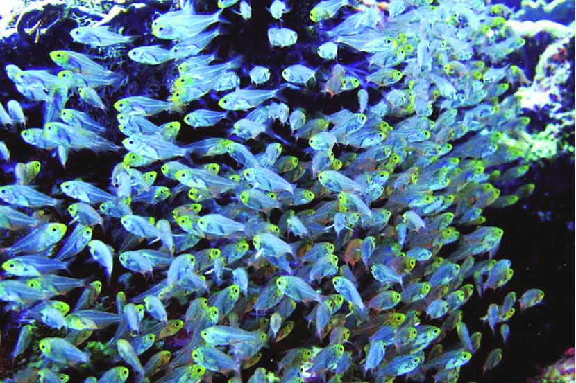 fish