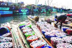 ताजी मासळी १५ दिवसांत बाजारात