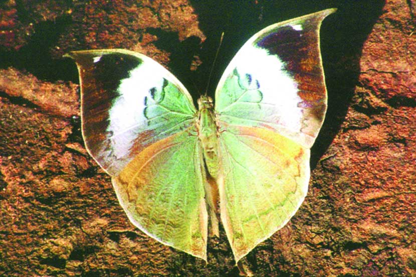 butterfly