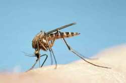 World Mosquito Day : का साजरा केला जातो ‘हा’ दिवस