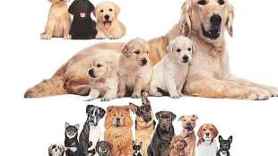 pet animals