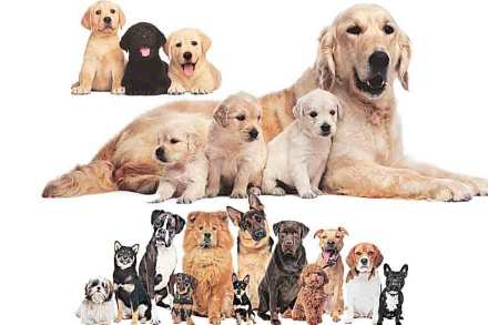 pet animals pet animals