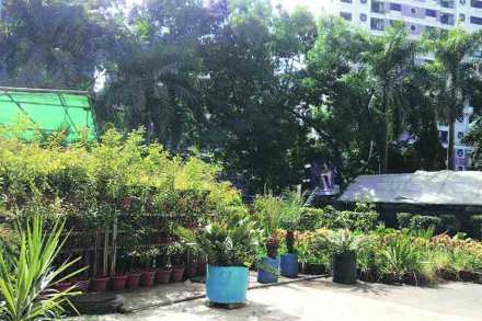 plant