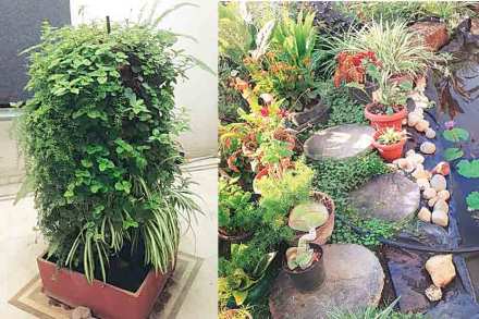 pun-plant