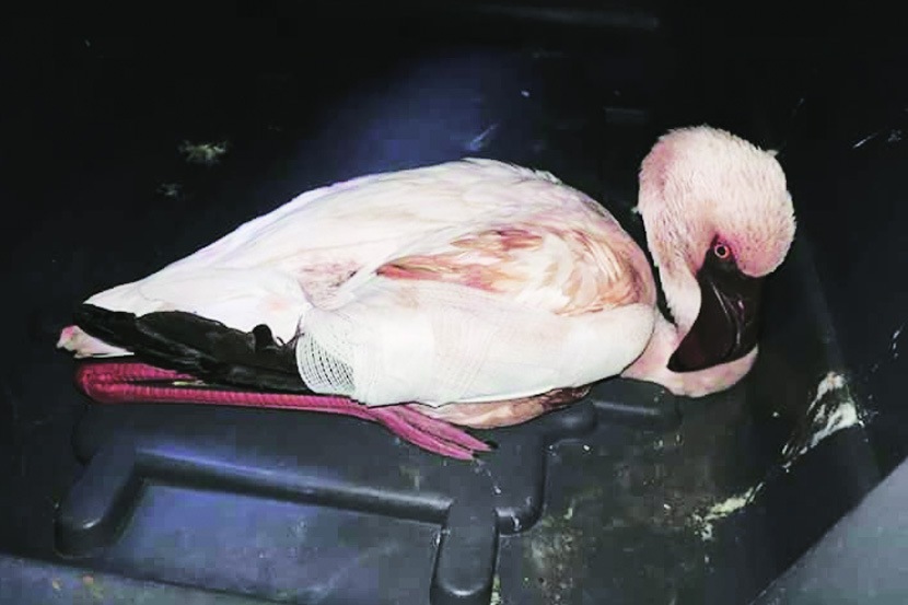मुंबईतील खाडीलगतच्या भागात फेब्रुवारी ते मार्च महिन्यात हजारोंच्या संख्येने फ्लेमिंगो स्थलांतर करतात. 