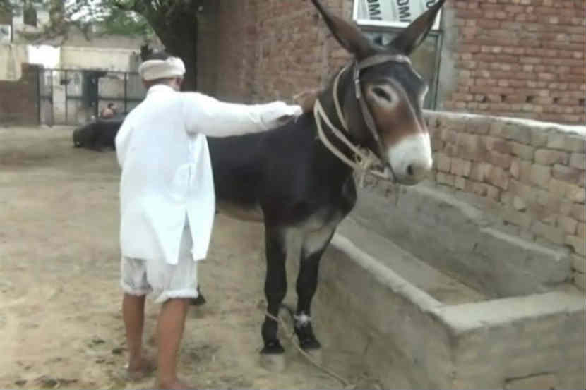 ‘या’ गाढवाची किंमत ऐकून तुम्हीही व्हाल थक्क!