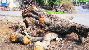 tree-cut
