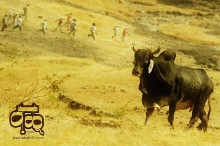 ‘वळू’ सिनेमातील ‘डुरक्या’च्या मृत्यूने पांजरपोळ संस्था शोकाकूळ