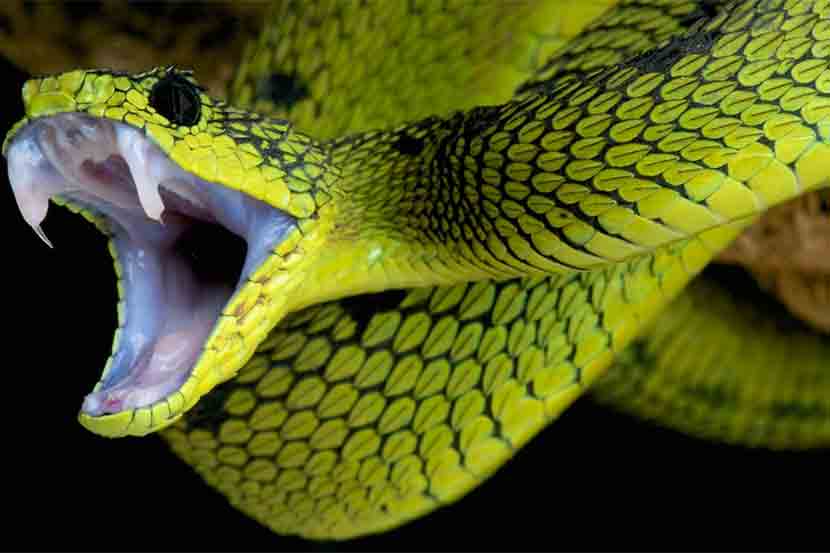 Viral : लागली पैज; हे कोडे तुम्ही सोडवूच शकत नाही!