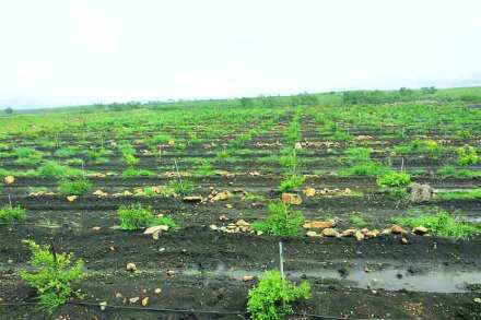 फळप्रक्रिया उद्योगाकडून सेंद्रिय शेतीकडे