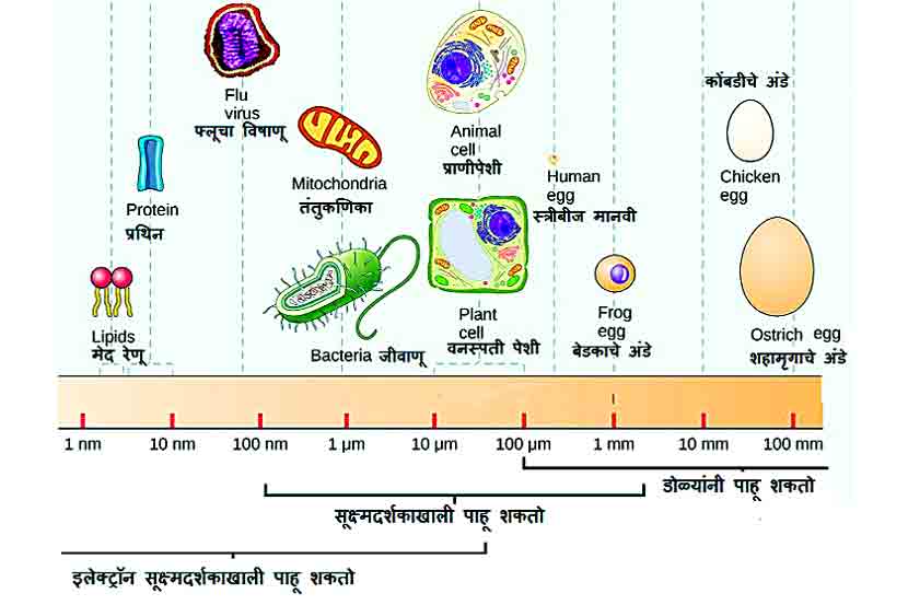size of cells