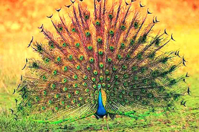 Chaprala Wildlife Sanctuary