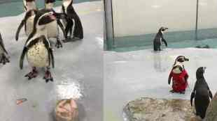 Mr Molt birthday, Byculla zoo