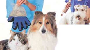 Pet Cosmetics