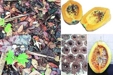 बियांची उगवण क्षमता वाढवण्यासाठी तसेच कोवळ्या कोंबांचे किडींपासून संरक्षण व्हावे यासाठी बीज प्रक्रिया करावी.  बियांची उगवण क्षमता वाढवण्यासाठी तसेच कोवळ्या कोंबांचे किडींपासून संरक्षण व्हावे यासाठी बीज प्रक्रिया करावी.