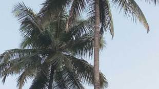 coconut tree plantation