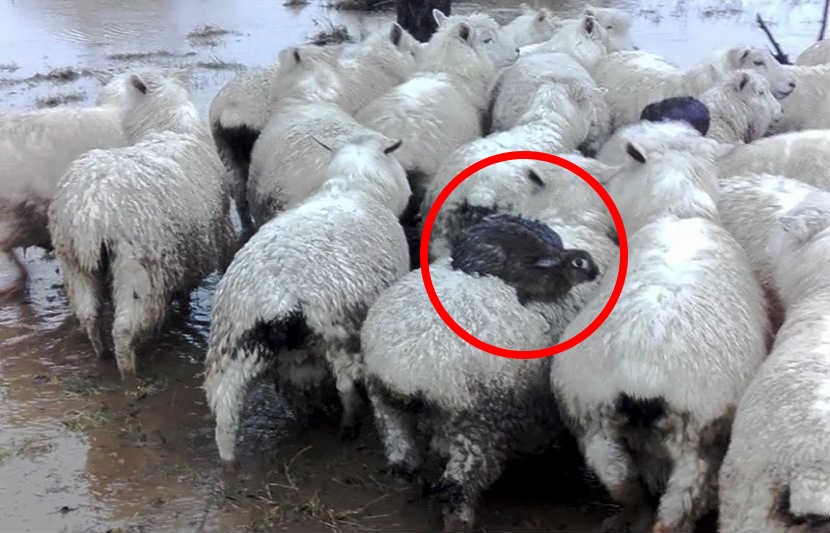 rabbit, rabbits surf on sheep