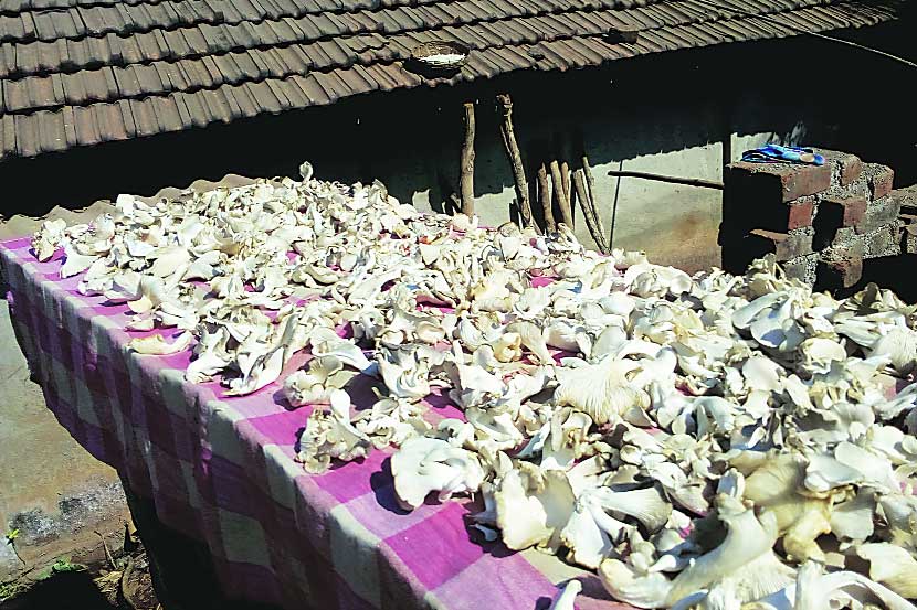 Mushroom cultivation