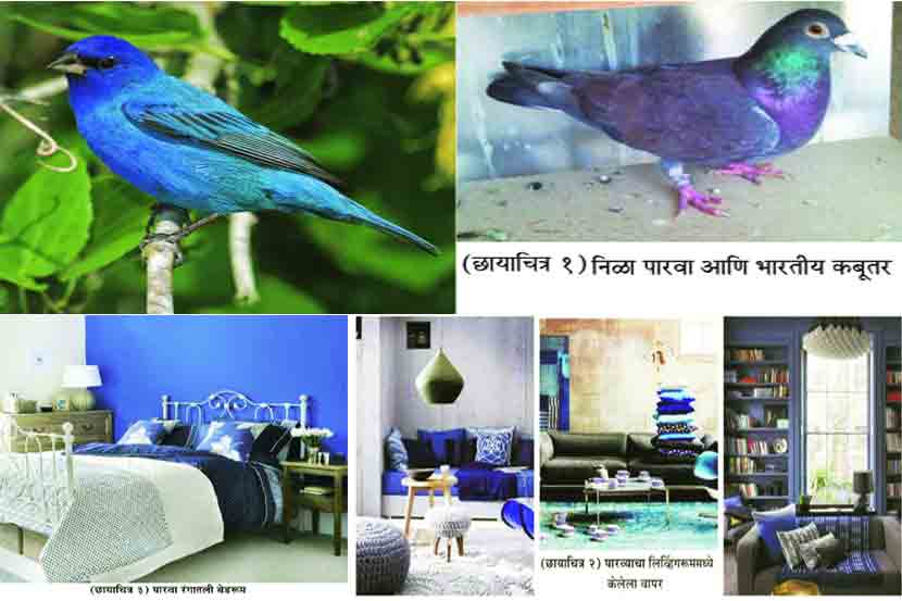 रंगविश्व : आध्यात्मिक पारवा रंगविश्व : आध्यात्मिक पारवा