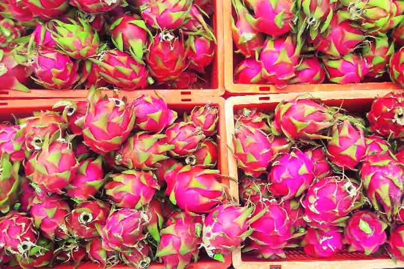 दुष्काळी भागात ‘ड्रॅगन’ला बहर